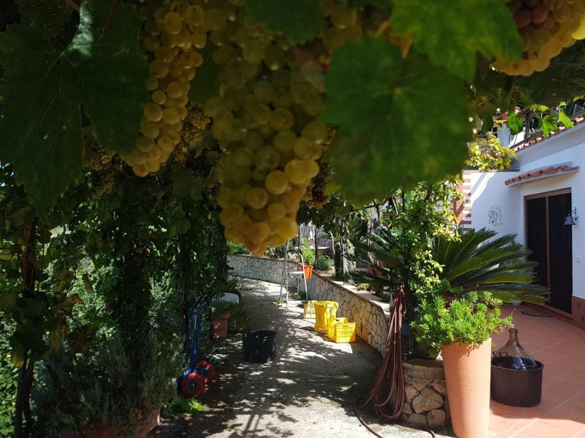 B&B Il Grappolo Anacapri (Isola di Capri) Exterior foto
